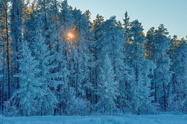 Canada-Manitoba-Belair Provincial Forest Backlit jack pine trees covered in hoarfrost